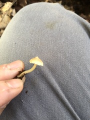 Hypholoma subviride