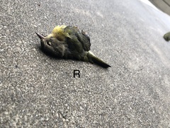 Leiothlypis peregrina