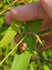 Orsilochides guttata