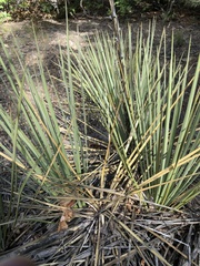 Yucca glauca