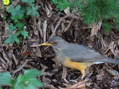 Turdus olivaceus olivaceus