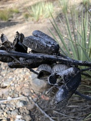 Yucca glauca