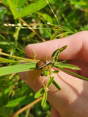 Orsilochides guttata