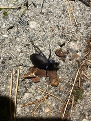 Carabus problematicus