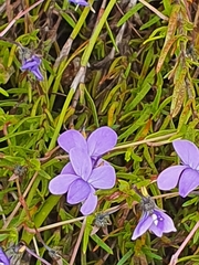 Viola decumbens