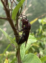 Polistes gigas