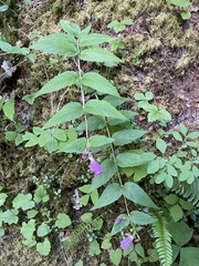 Nothochelone nemorosa