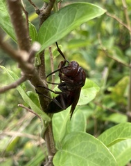 Polistes gigas