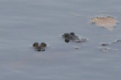 Pelophylax ridibundus