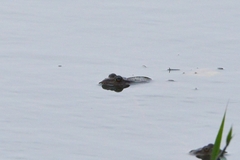 Pelophylax ridibundus