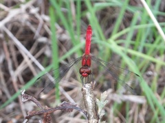Sympetrum darwinianum