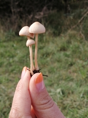 Marasmius oreades