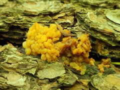 Dacrymyces chrysospermus