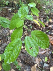Amelanchier arborea