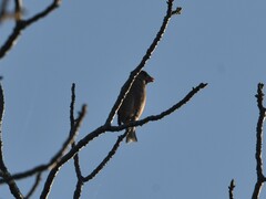 Coccothraustes coccothraustes