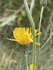 Hieracium
