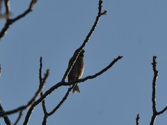 Coccothraustes coccothraustes