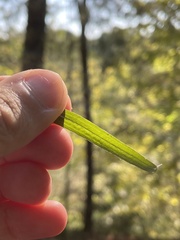 Euthamia leptocephala