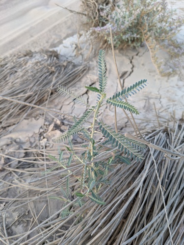 Sesbania pachycarpa (Sesbania pachycarpa)