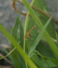 Nippoptilia cinctipedalis