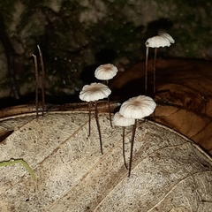 Collybiopsis quercophila