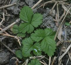Potentilla hebiichigo