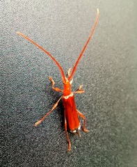 Chenoderus testaceus