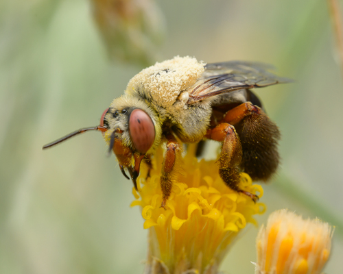 Centris rhodopus Cockerell, 1897