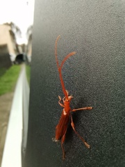 Chenoderus testaceus