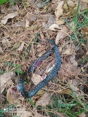 Atractus crassicaudatus