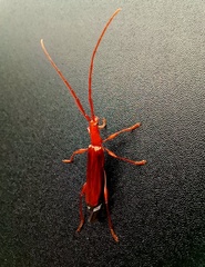 Chenoderus testaceus