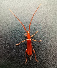 Chenoderus testaceus