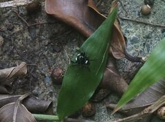 Hasarius adansoni