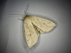 Mythimna flavostigma