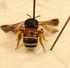 Dieunomia nevadensis bakeri