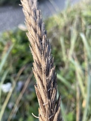 Leymus mollis