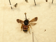 Dieunomia nevadensis bakeri