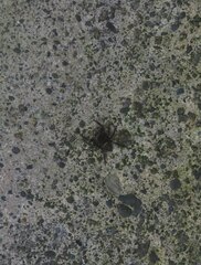 Hasarius adansoni