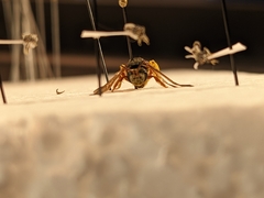 Dieunomia nevadensis bakeri