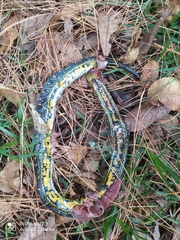 Atractus crassicaudatus