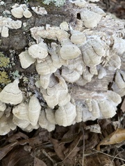 Trichaptum biforme