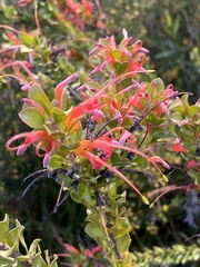 Adenanthos