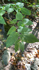 Celtis occidentalis