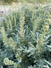 Ambrosia chamissonis