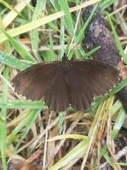 Lepidoptera