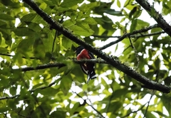 Trogon mexicanus