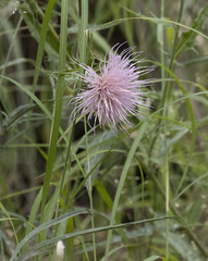 Cirsium wheeleri
