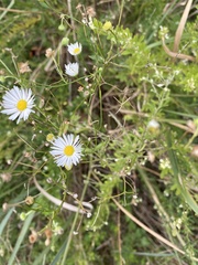 Boltonia asteroides