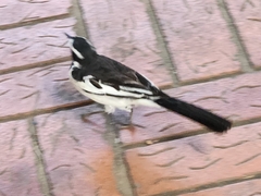Motacilla aguimp