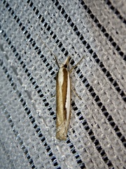 Crambus argyrophorus